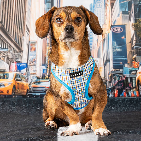 WESTLEY HARNESS A / SKY BLUE - 3