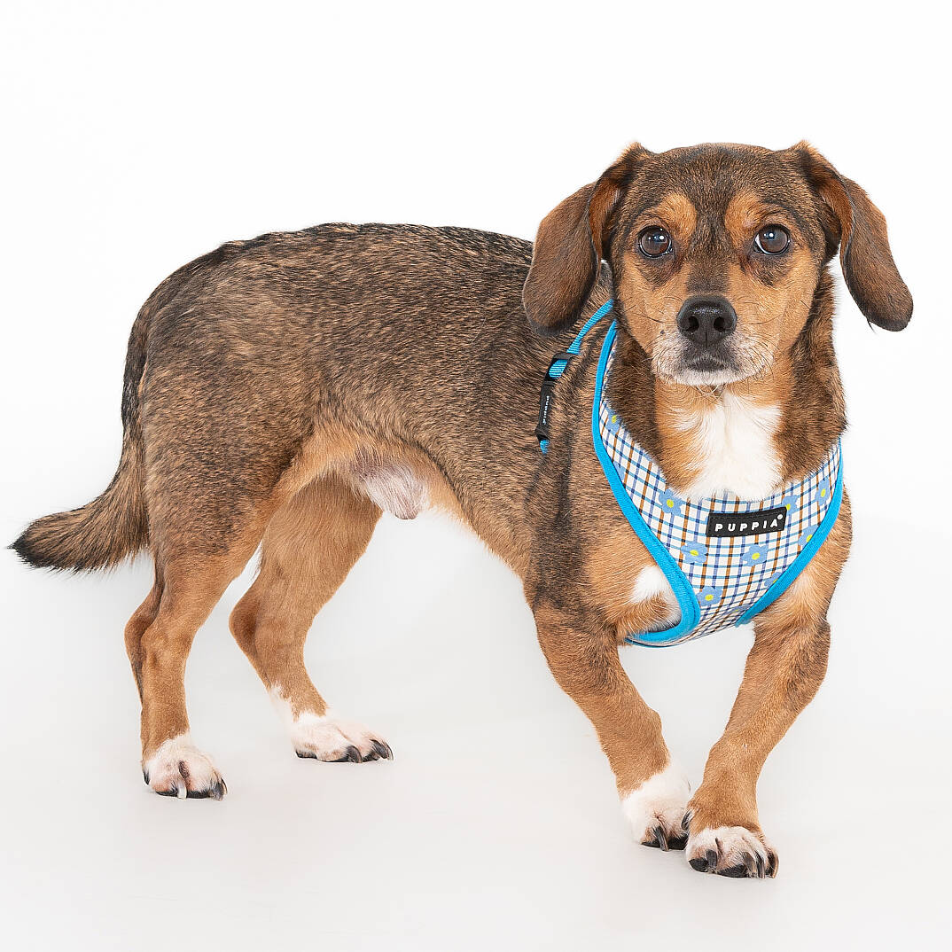 WESTLEY HARNESS A / SKY BLUE - 4