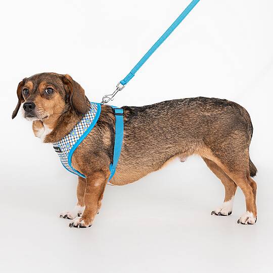 WESTLEY HARNESS A / SKY BLUE - 5