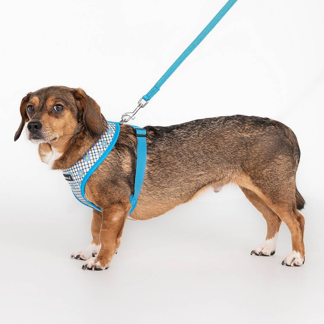WESTLEY HARNESS A / SKY BLUE - 5