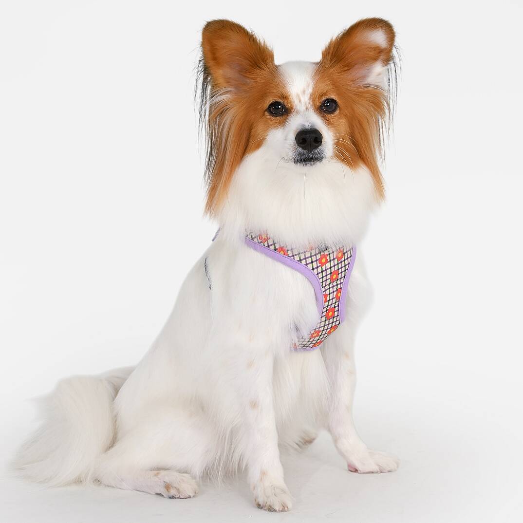 WESTLEY HARNESS A / VIOLET - 5