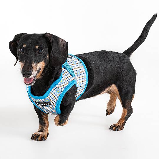 WESTLEY HARNESS B / SKY BLUE - 4
