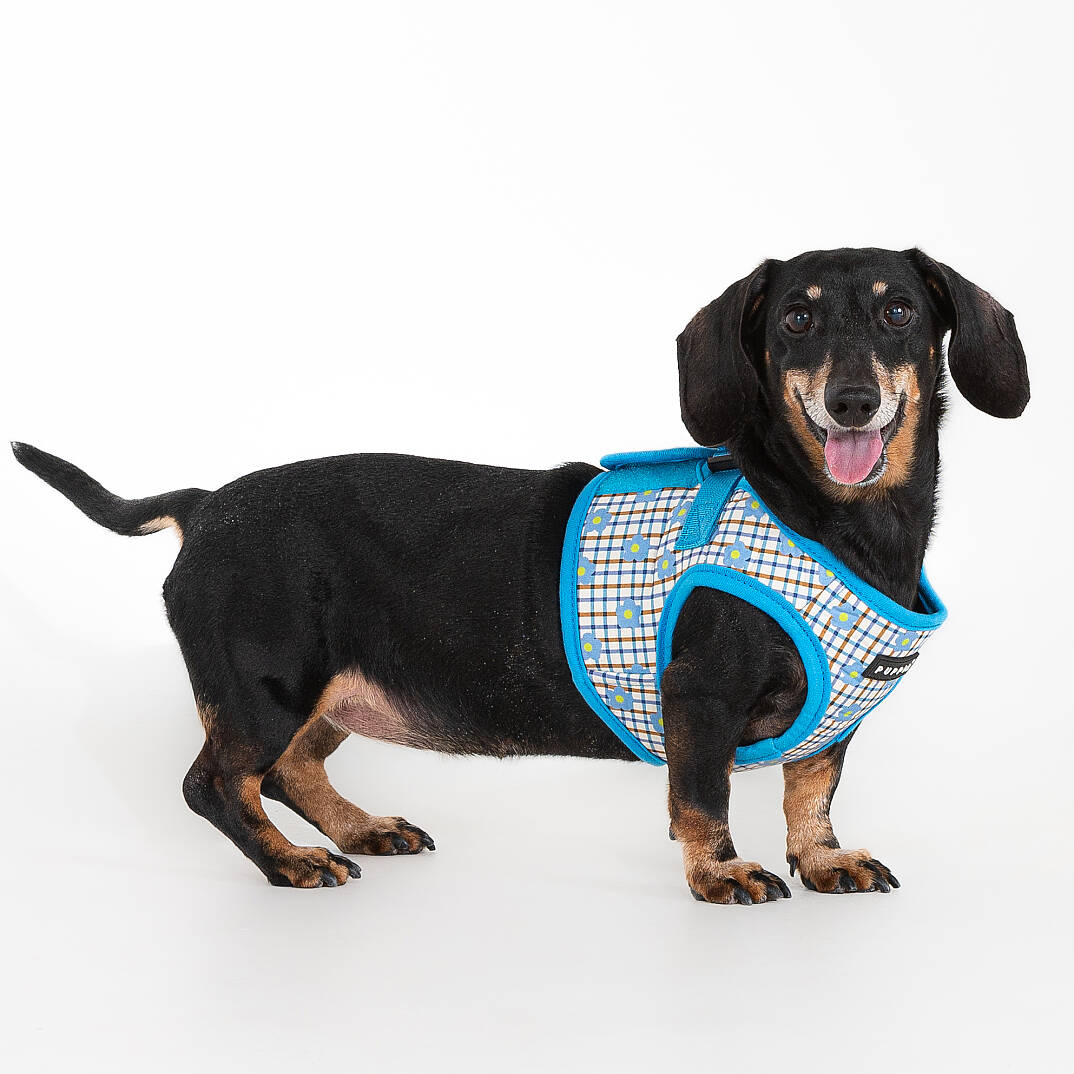 WESTLEY HARNESS B / SKY BLUE - 5