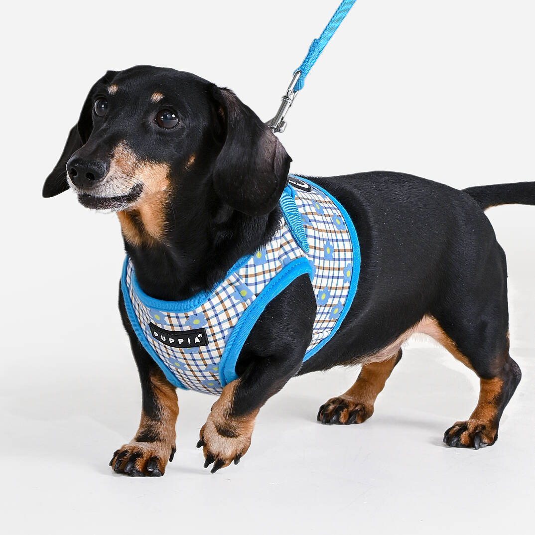 WESTLEY HARNESS B / SKY BLUE - 6