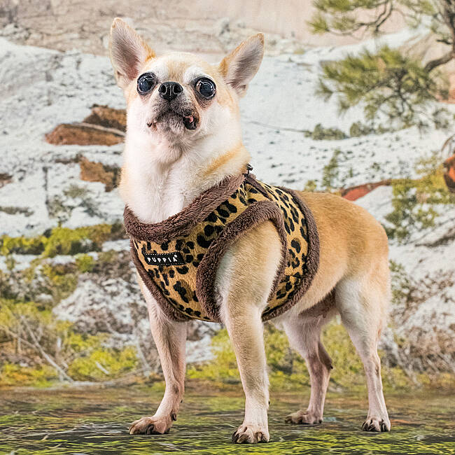 WILD HARNESS B PAZD-HB2267-BR - 6