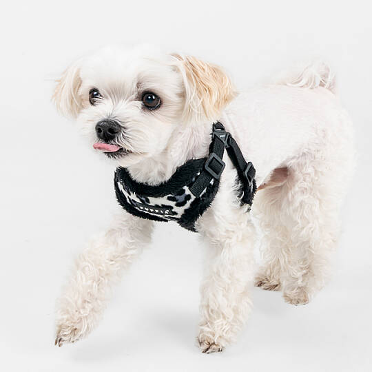 WILD HARNESS C PAZD-HC2267-BK - 5