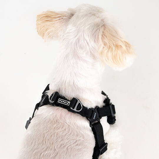 WILD HARNESS C PAZD-HC2267-BK - 7