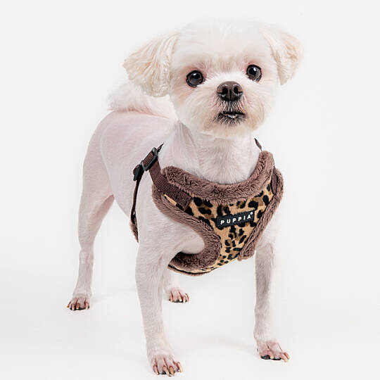 WILD HARNESS C PAZD-HC2267-BR - 6