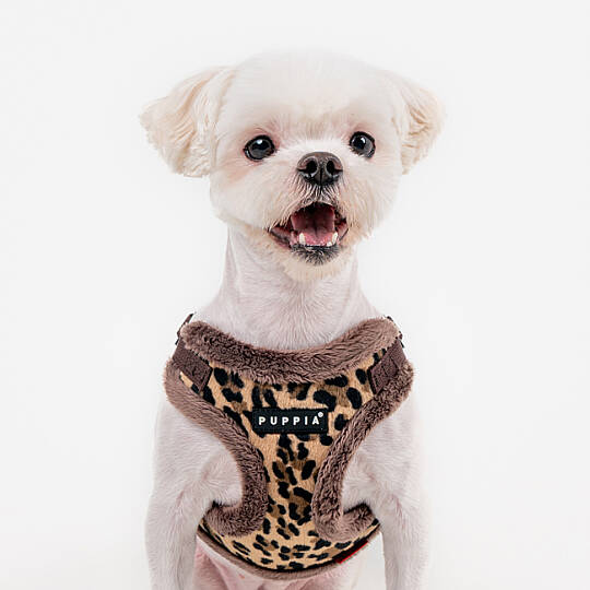 WILD HARNESS C PAZD-HC2267-BR - 7