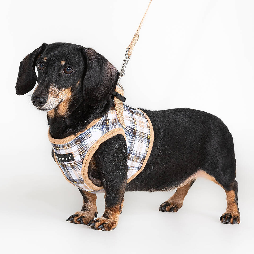 WINDSOR HARNESS B / BEIGE - 5