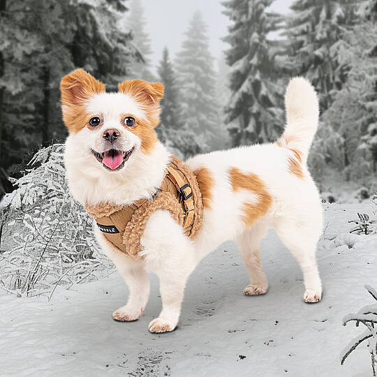 WINTERSTRIDE HARNESS NB PAZD-HNB2265-BE - 5