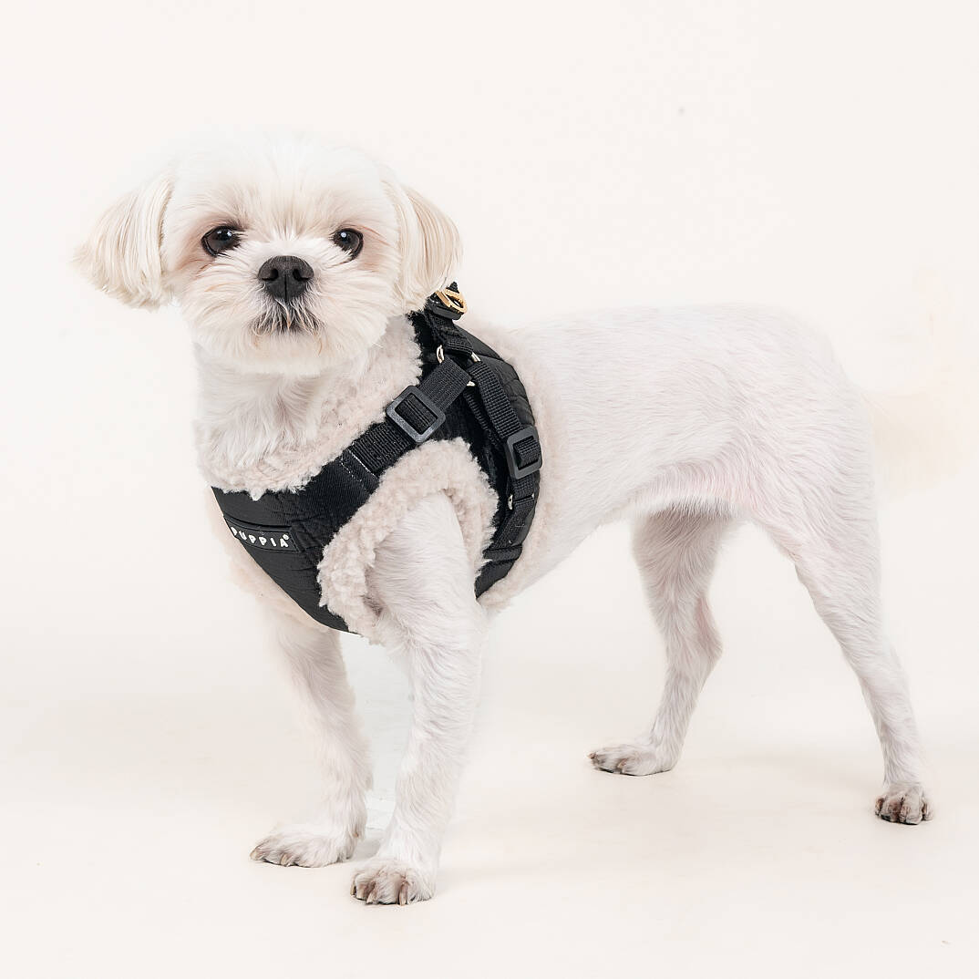 WINTERSTRIDE HARNESS NB PAZD-HNB2265-BK - 7