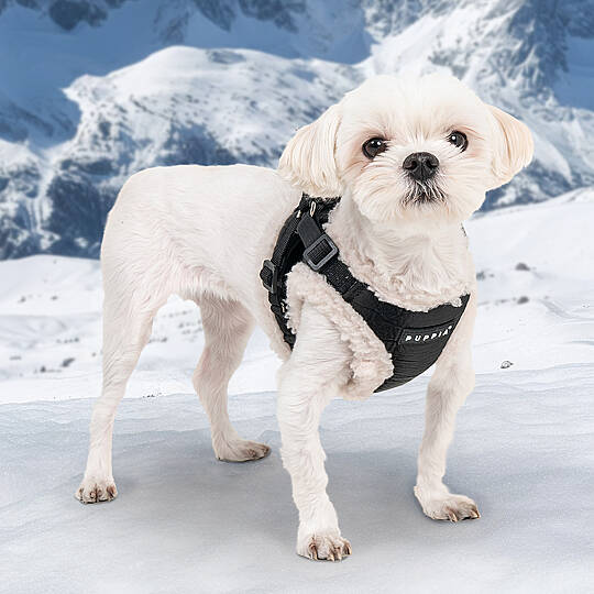 WINTERSTRIDE HARNESS NB PAZD-HNB2265-BK - 8