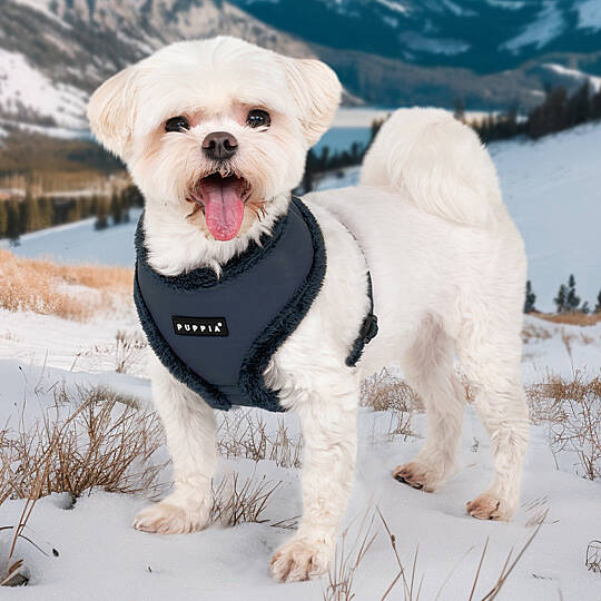 WYNTER HARNESS A PAZD-HA2266-NY - 3