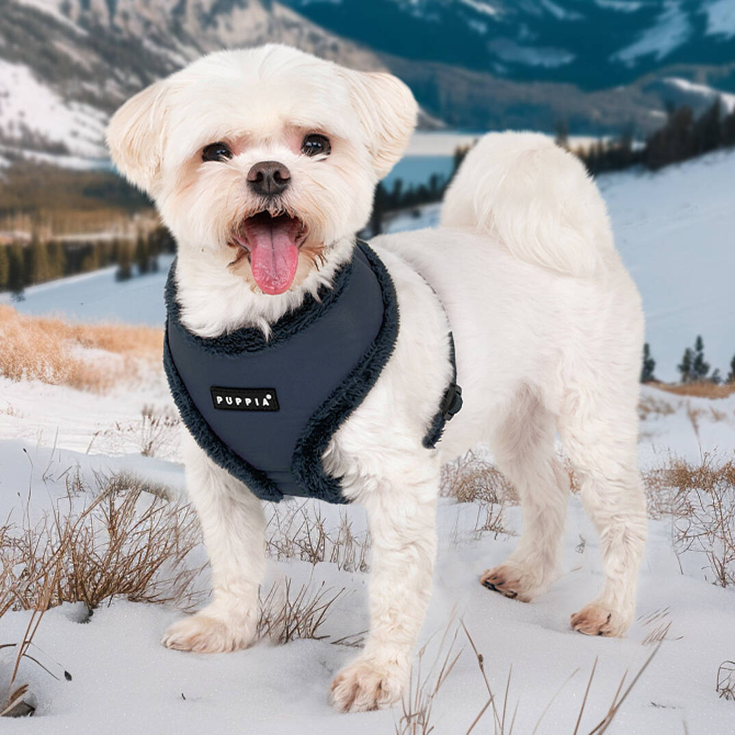 WYNTER HARNESS A PAZD-HA2266-NY - 3