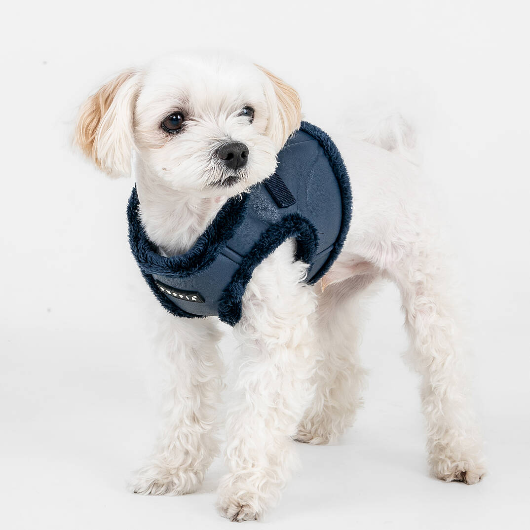 WYNTER HARNESS B PAZD-HB2266-NY - 8